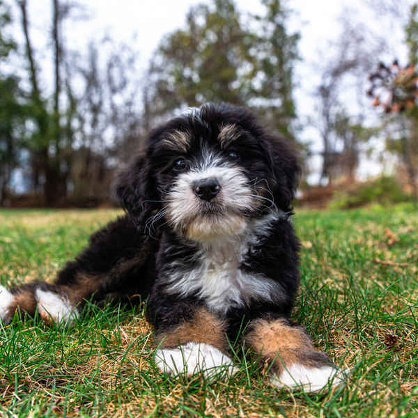 Australian sheperd