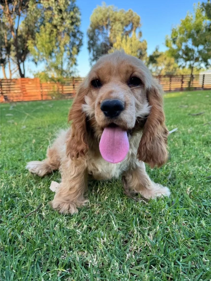 Cocker Spaniel Puppy