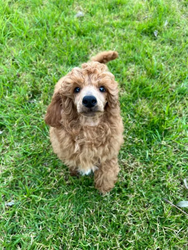poodle