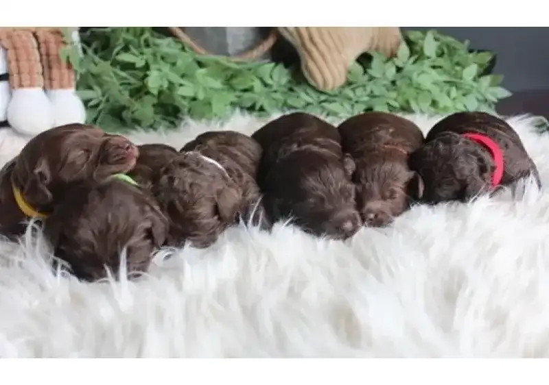 How to Buy Puppy for sale Online Safely in Australia
