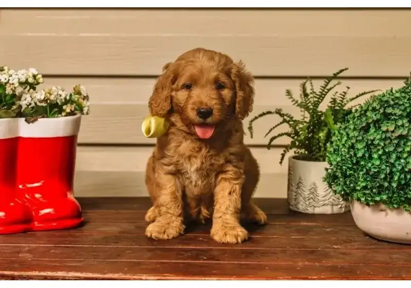 Groodle Temperament Explained: Why This Breed Is Taking Over Australia