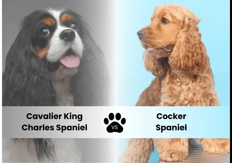 Cavalier King Charles Spaniel vs Cocker Spaniel