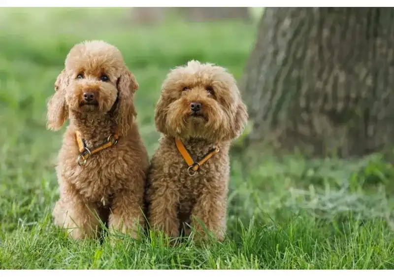 Rising Popularity of Hypoallergenic Dogs in Australia