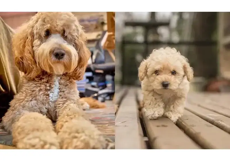 Cavoodle vs Groodle