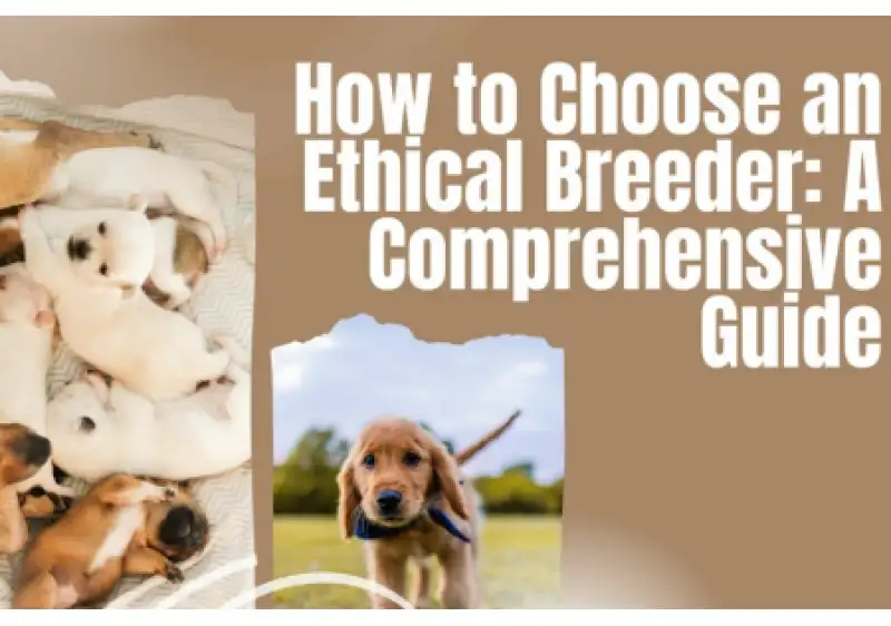 Ethical vs Puppy Mill Breeders Australia Key Differences