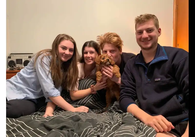 The True Cost of Cavoodle Puppies in Victoria