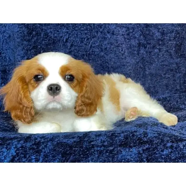 Maybelle Ckcs puppy