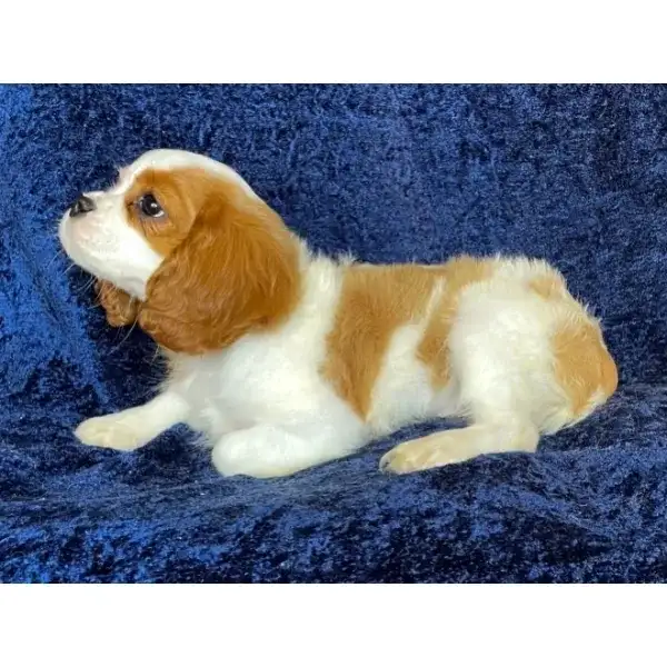 Maybelle Ckcs puppy