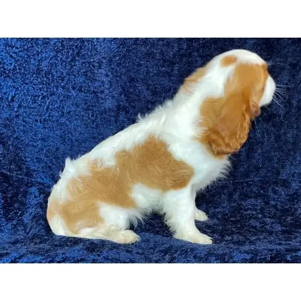 Maybelle Ckcs puppy