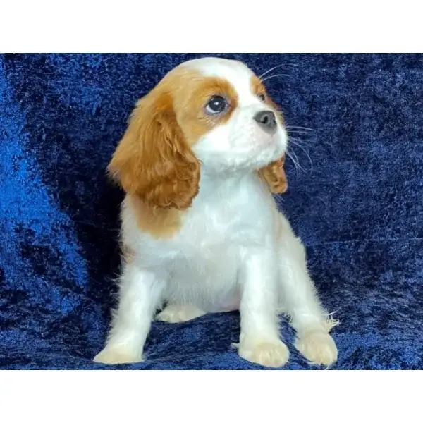 Maybelle Ckcs puppy