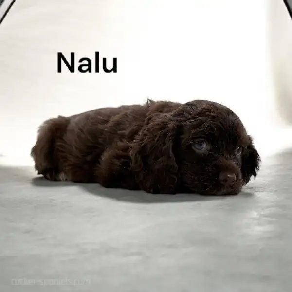 Nalu