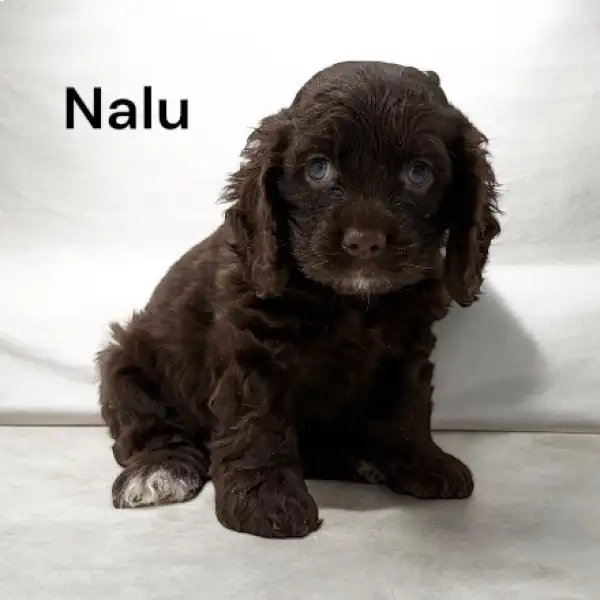 Nalu