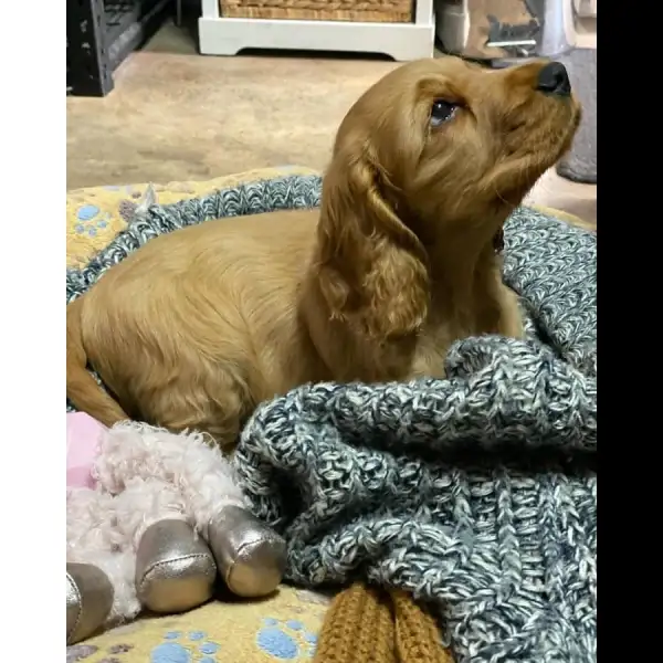 Cocker Spaniel Male 9651