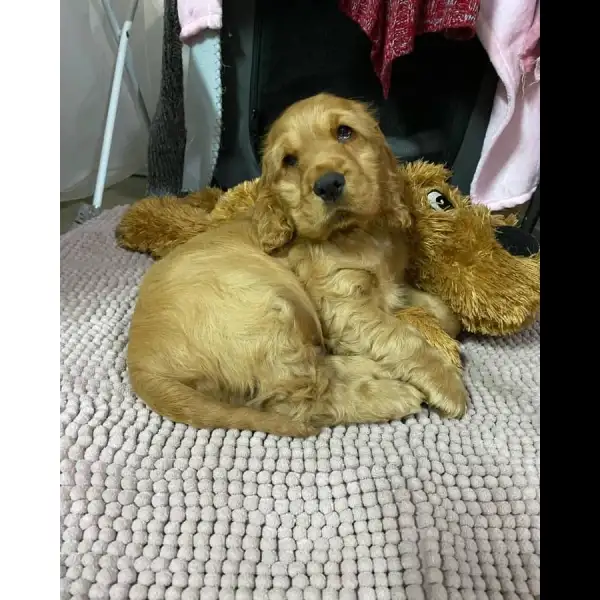 Cocker Spaniel Male 9651