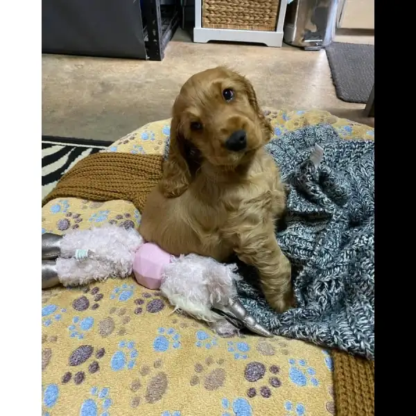 Cocker Spaniel Male 9651