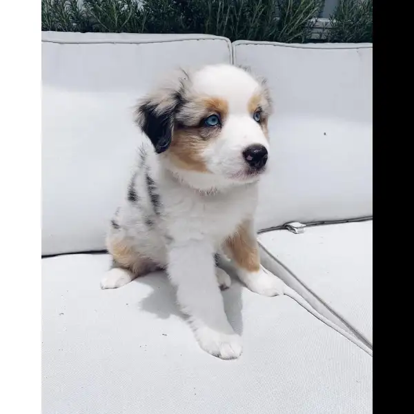 Sugar -Female Blue merle australian shephered