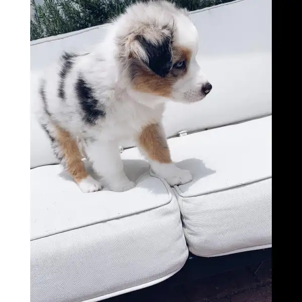 Sugar -Female Blue merle australian shephered