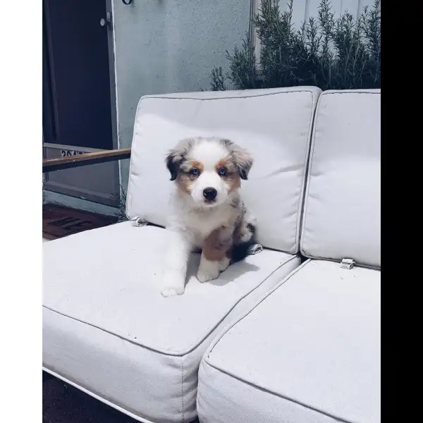 Sugar -Female Blue merle australian shephered