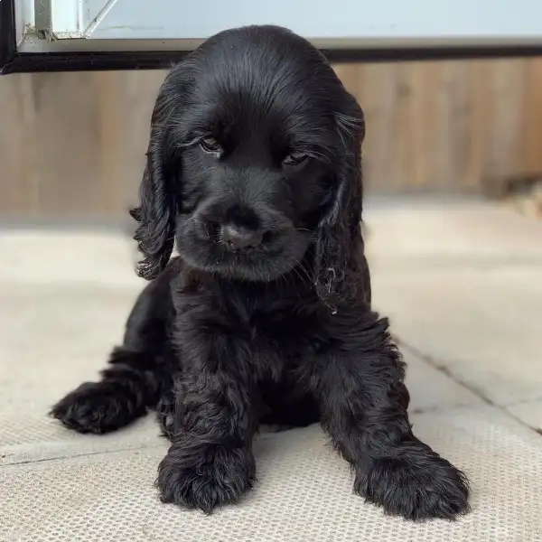 Female black cocker spaniel- 9653