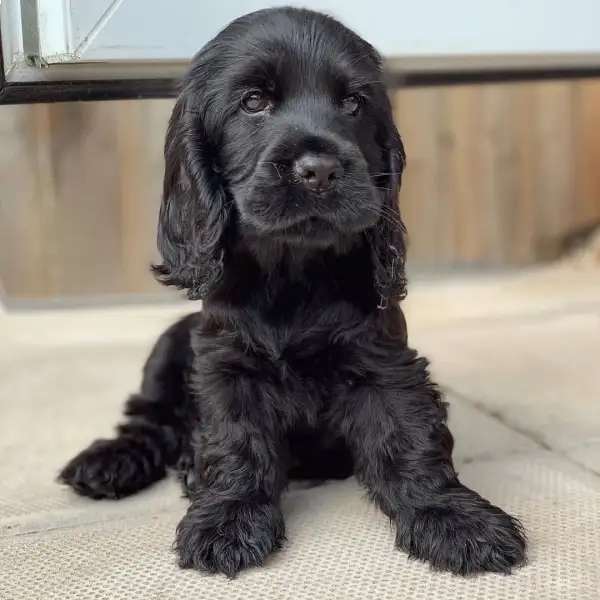 Female black cocker spaniel- 9653
