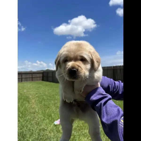 Male Yellow Lab 2108