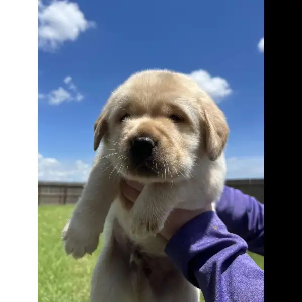 Male Yellow Lab 2108