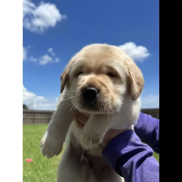 Male Yellow Lab 2108