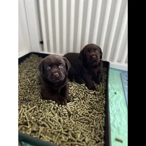 Male Chocolate Lab 7735