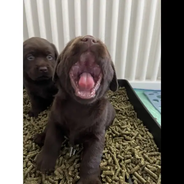 Male Chocolate Lab 7735
