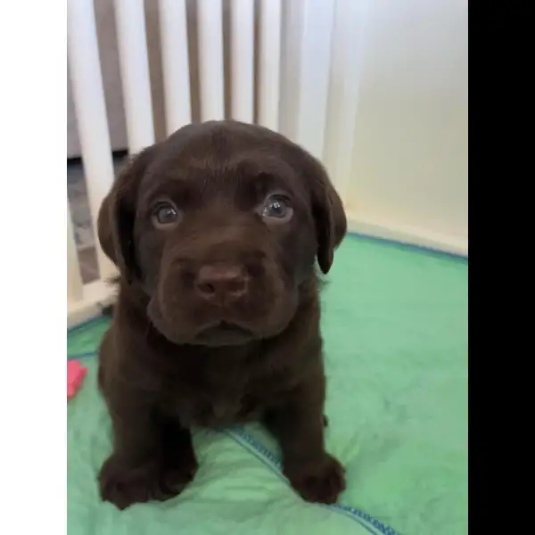 Male Chocolate Lab 7735
