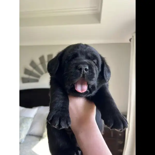 Male Black Lab 0080