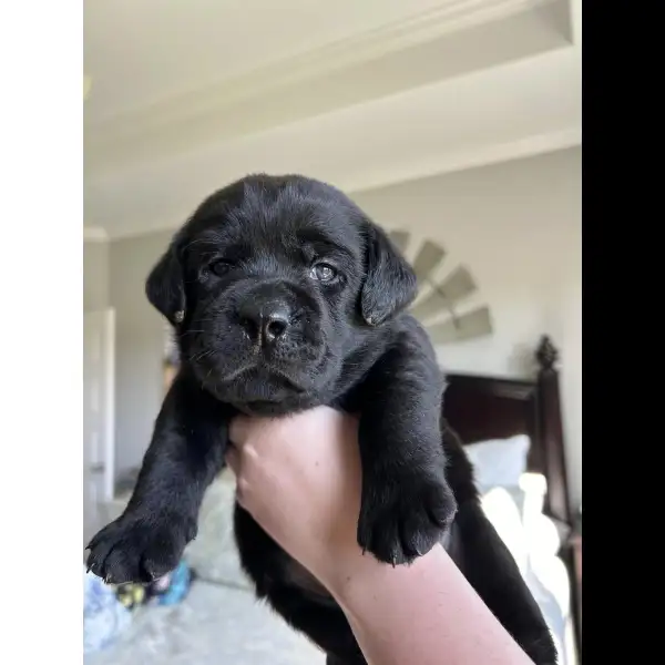 Male Black Lab 0080