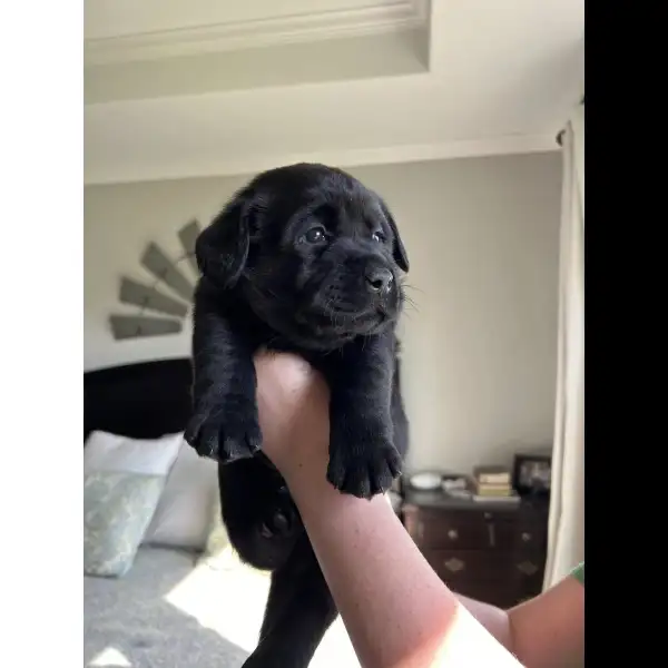 Male Black Lab 0080