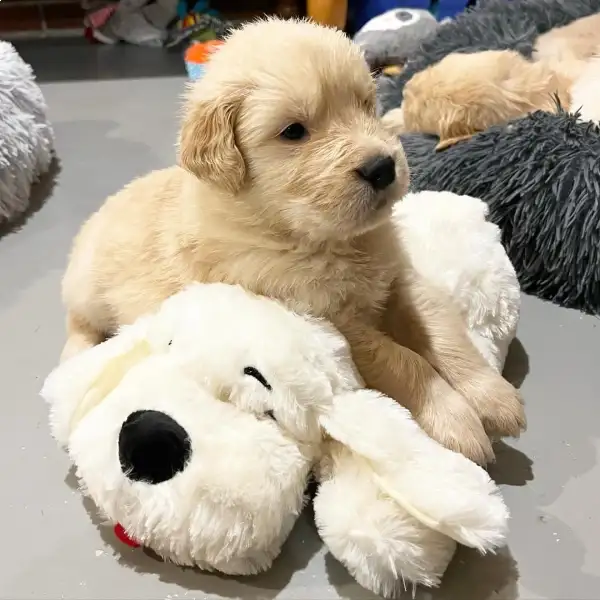 Female Golden Retriever Puppy 0528