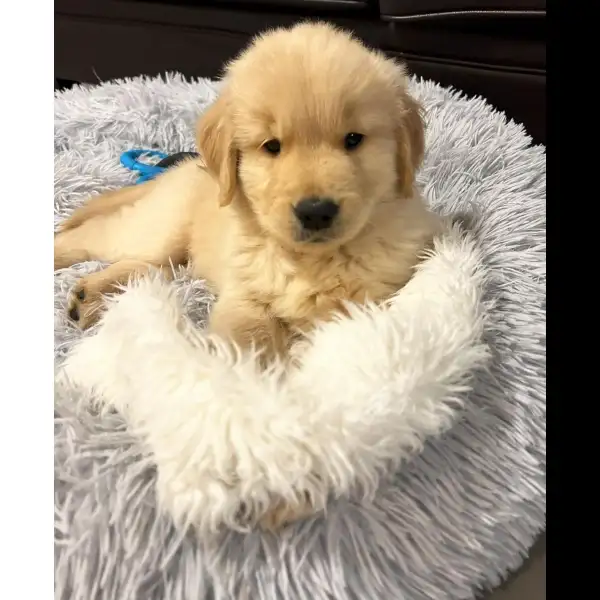 Female Golden Retriever Puppy 0528