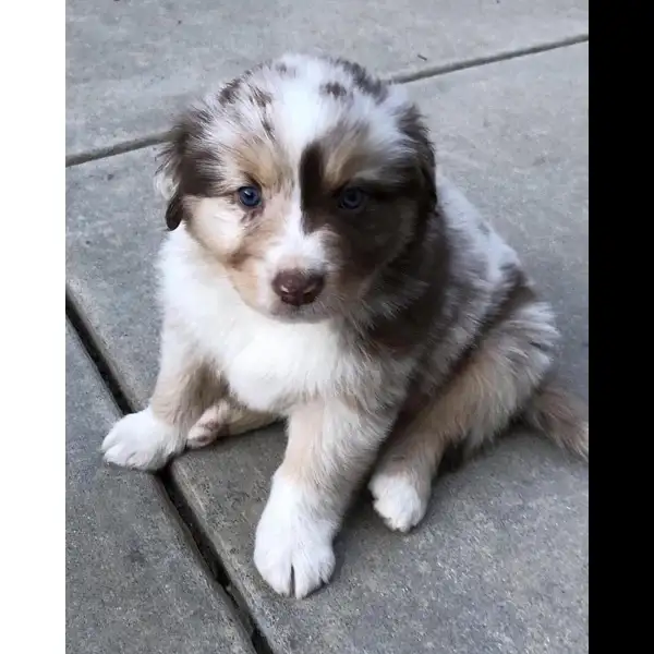Female Red Merle Aussie Puppy 0324