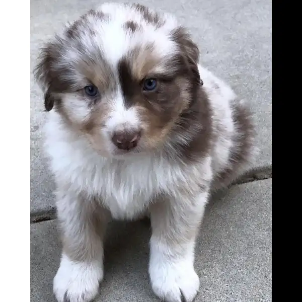 Female Red Merle Aussie Puppy 0324