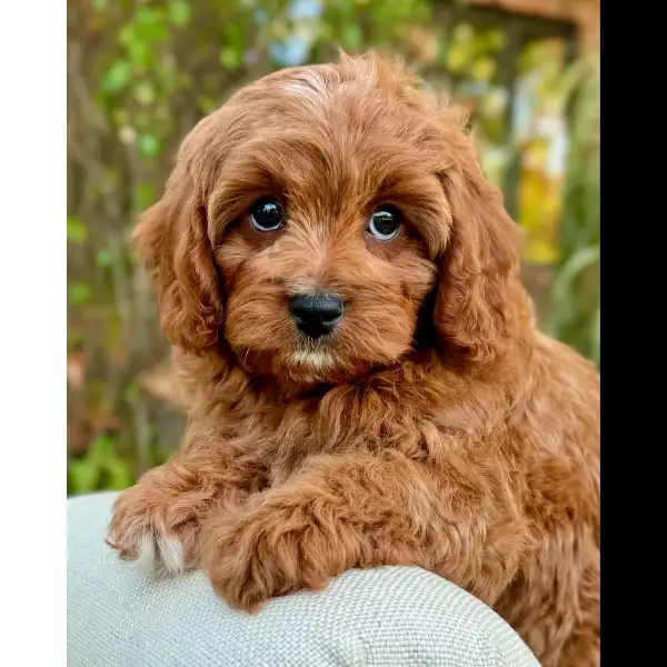 Female Cavoodle Puppy 0525