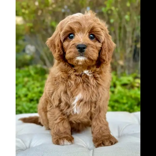 Female Cavoodle Puppy 0525