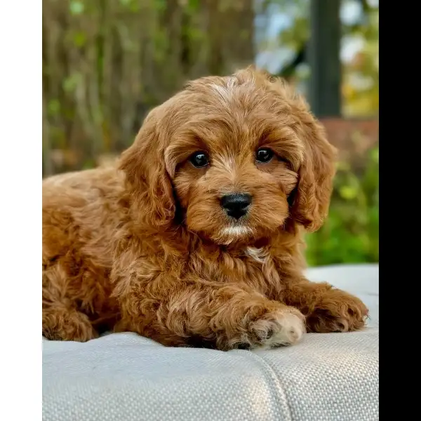 Female Cavoodle Puppy 0525