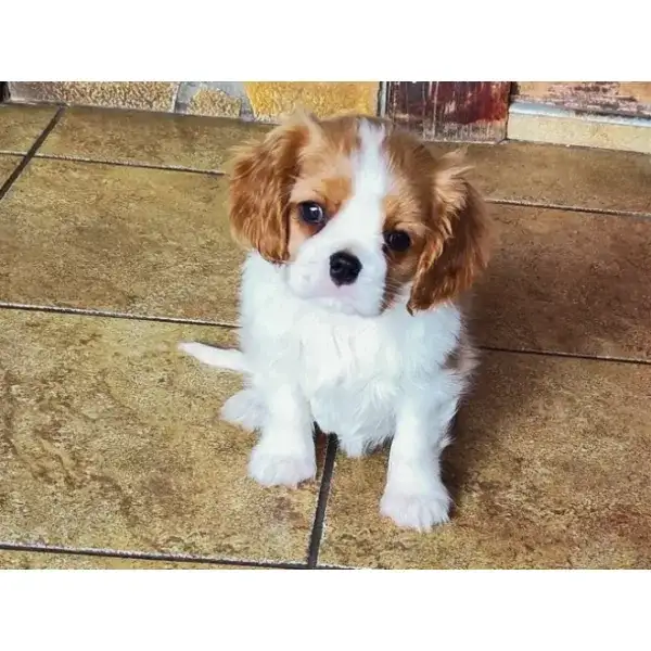 Tilly â€“ Cavalier King Charles Spaniel
