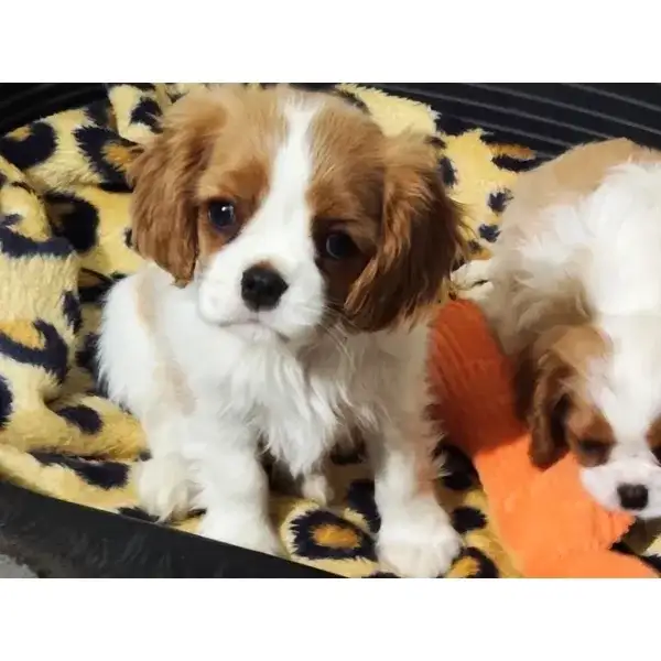 Tilly â€“ Cavalier King Charles Spaniel