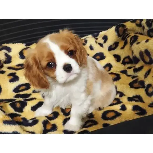 Tilly â€“ Cavalier King Charles Spaniel